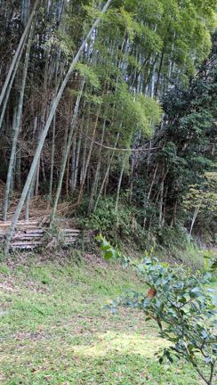日曜日のデート　「五百羅漢」と「鯉のぼり」の記事動画