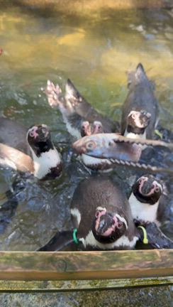 まぬるーの記事動画