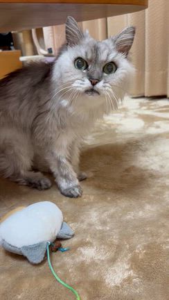 愛猫セイラの記事動画