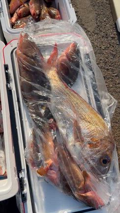 一つテンヤ‼️の記事動画