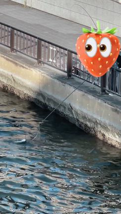 6月スケジュールとお散歩物語。の記事動画