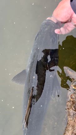 2025米代川シーバス③の記事動画