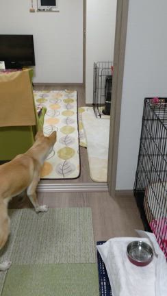 福子はうち〜の記事動画