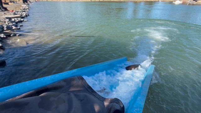 明日も放流ありま〜すの記事動画