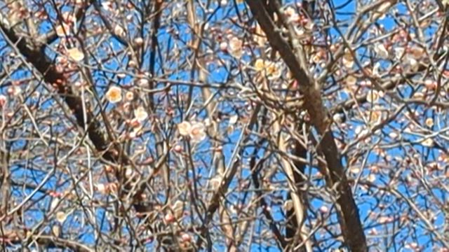 暖かかった先週と雪の週末の記事動画