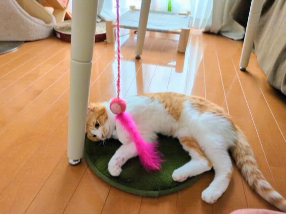 世界猫の日の記事動画