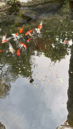 iPhone16proの記事動画