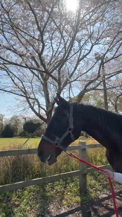 今日のツヨシの記事動画