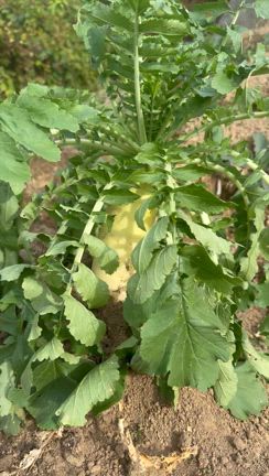 プライベート投稿です♡大黒柱を担う女性の拠り所、生理痛、PMS、子宮筋腫、の記事動画