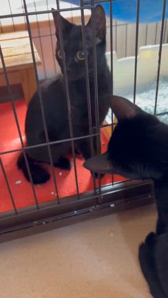 子猫を保護しました。の記事動画