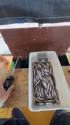 今シーズン最後のドーム船お手伝い♪の記事動画