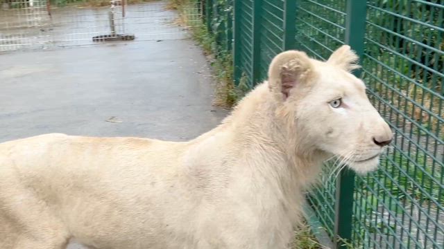 ニャンコにぃに　登場〜の記事動画