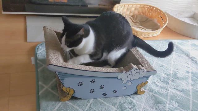 レムのお気に入り♪の記事動画