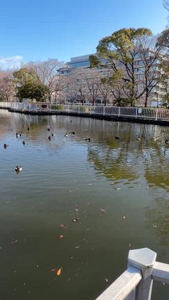 特選ますのすし〜遂にキンクロ祭りの記事動画