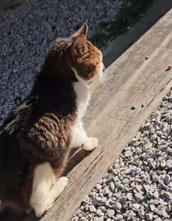 尺の記事動画
