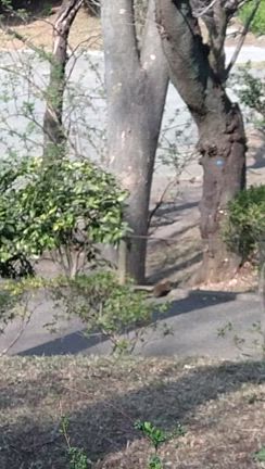 45／100  リスがいっぱいの記事動画