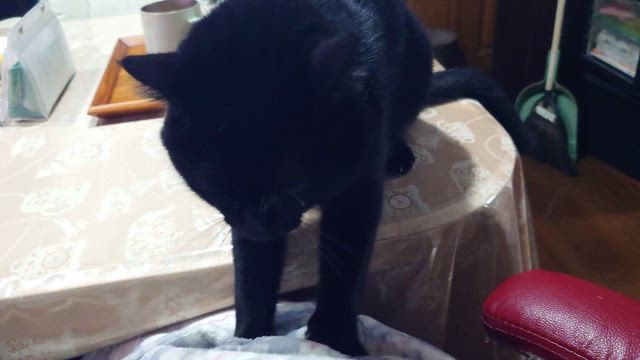 スマホがぁ～の記事動画