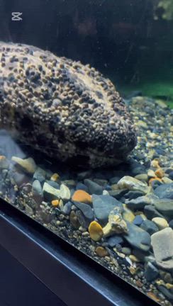 プールサイドでの記事動画