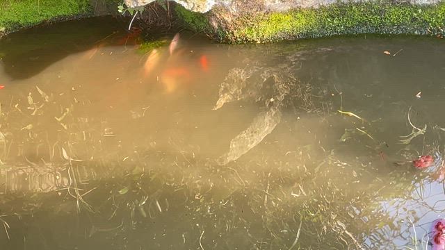 【庭の池の金魚（コメット）】第1回、産卵祭りが開催されました☺︎の記事動画