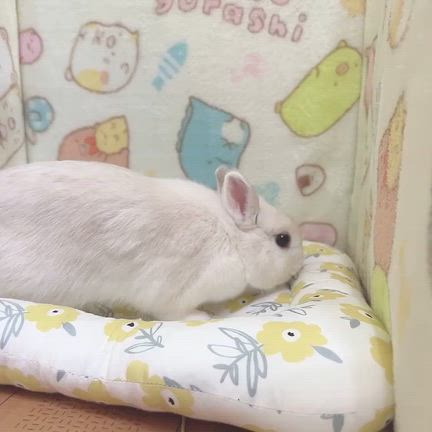 朝の部屋んぽの記事動画