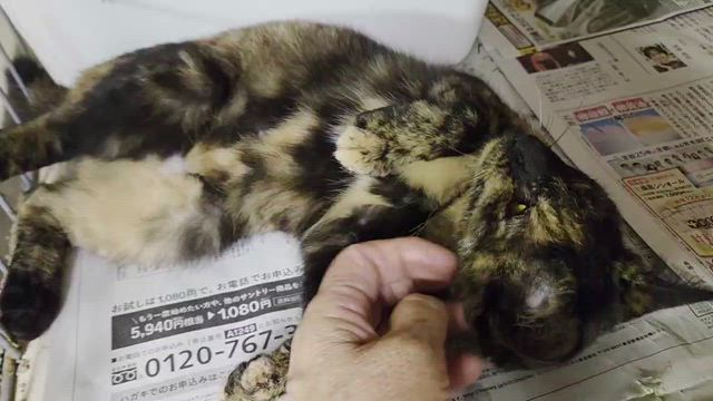 11/30(日)譲渡会のお知らせ＆参加予定の子たちの記事動画