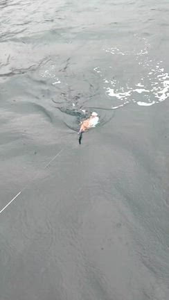 12/14の記事動画