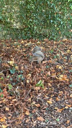 イギリス旅行記(2024年10月）Part２の記事動画