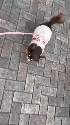 懐くとべったりになる保護犬ちゃんの記事動画