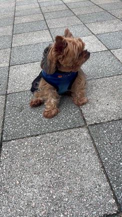 裏金が気に入らんとおっしゃいますがね。の記事動画