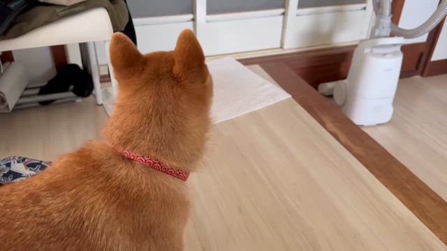 地震予知犬が落ちつかなくなり、耳鳴り最大❗️の記事動画