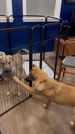 よもぎちゃん、昨晩から里親さん宅に移動です。の記事動画