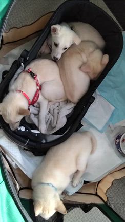 昨日の譲渡会、有難うございました。の記事動画