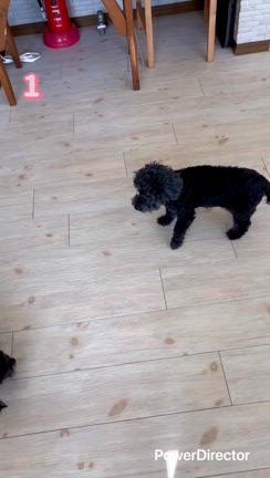 新プランスタート♪（その２）の記事動画