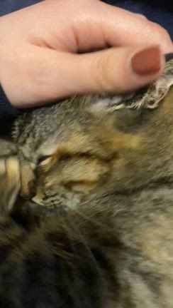 だいず、はじめてのゴロゴロの記事動画