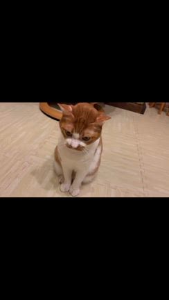おはようございます♪の記事動画