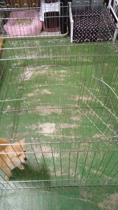 動画ですの記事動画