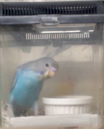 11.14  セキセイインコの雛の記事動画