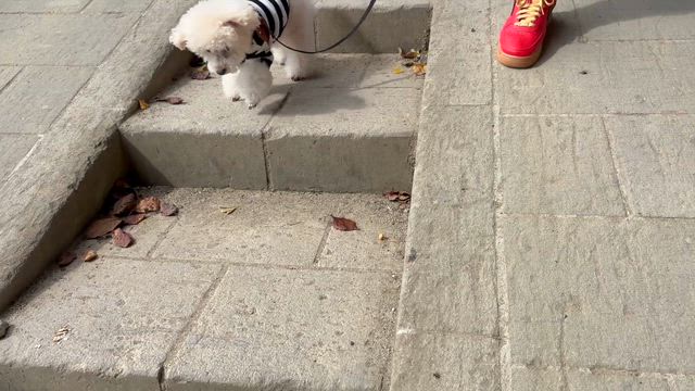 空夜のお誕生日旅行記【福島⑤】の記事動画