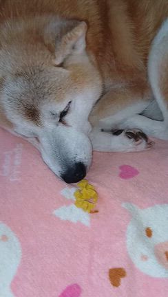 柴犬ギンタ　爆睡の記事動画