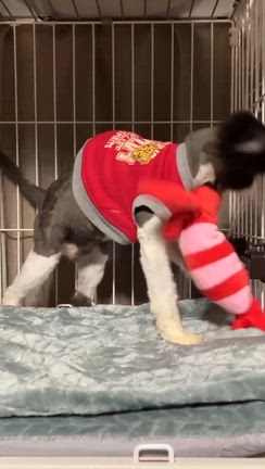 エリキテル♂里親さん募集しますの記事動画