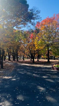 紅葉見ながらお散歩♫の記事動画