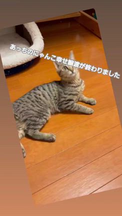 嬉しい幸せ譲渡２連発の記事動画