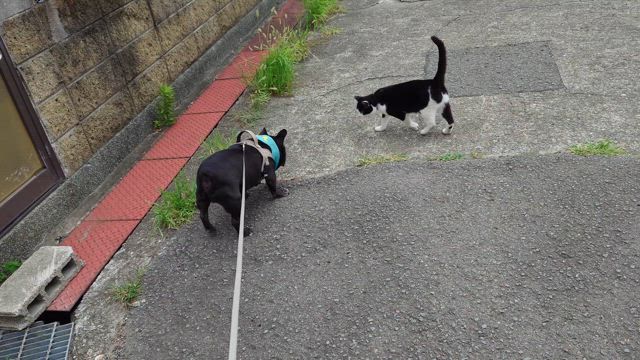 ニャンコがワンコに恋をした・・の記事動画