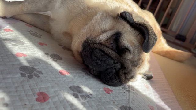 【保護犬　脳炎のパグ】動きが穏やかになってきました☘️の記事動画