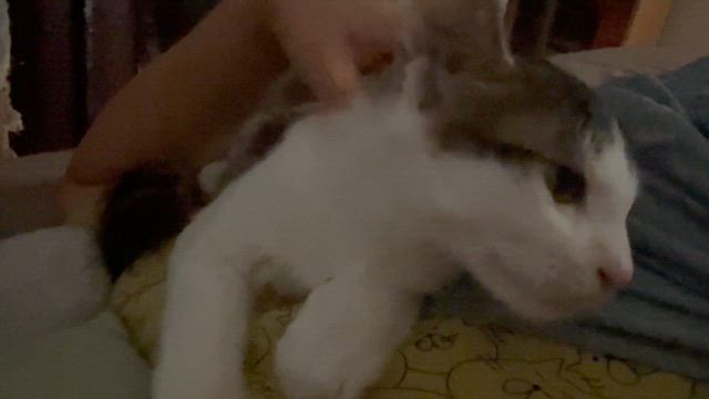 10月20日　ななしのねこさん譲渡会　参加猫ちゃんご紹介②の記事動画