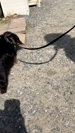 動く黒蜜ちゃん！の記事動画