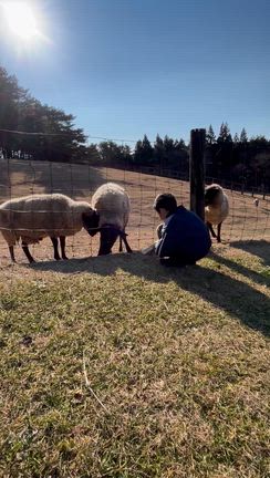 秋晴れ！ほのぼの、ひつじにエサやりの記事動画