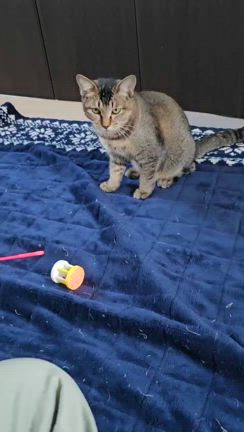 12/15（日）【スナックチーねこ】参加ねこ紹介の記事動画