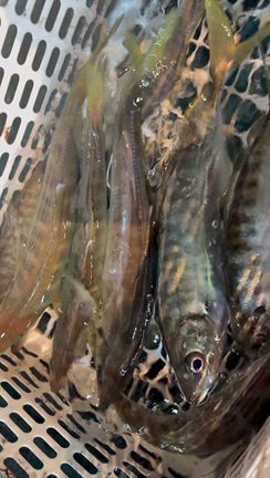 11/2 半夜便の記事動画