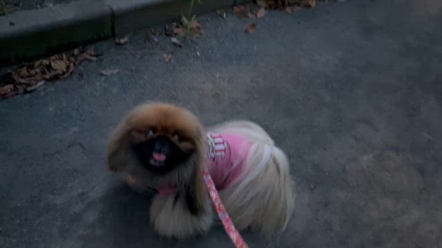 何かのご縁が・・・の記事動画